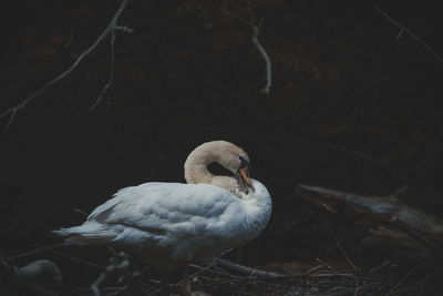 Close-up of duck on land