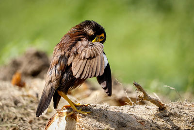 Close-up of bird perching on a tree