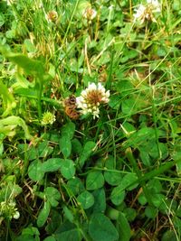 Bee pollinating flower