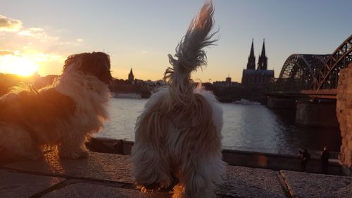 View of a dog against sky during sunset