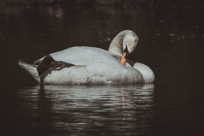 Swan swimming in lake