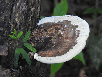 Close-up of plant in forest