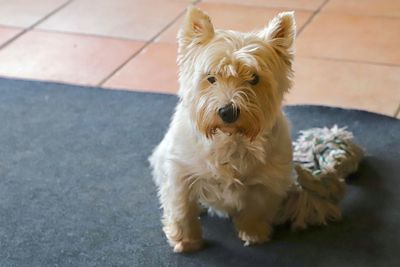 High angle portrait of a west highland terrier