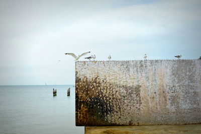 Birds by sea against sky