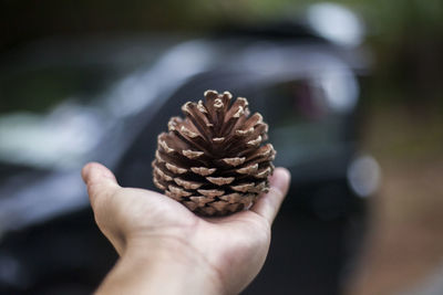 Close-up of hand holding pine cone