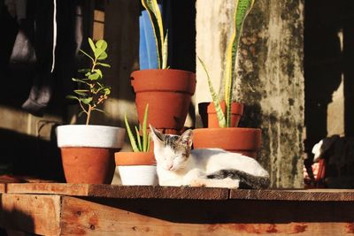 Cat lying against potted plants