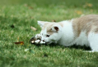 Close-up of cat on grass