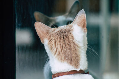 Close-up of cat against blurred background