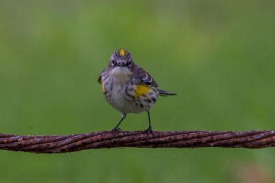 Close-up of bird perching on branch