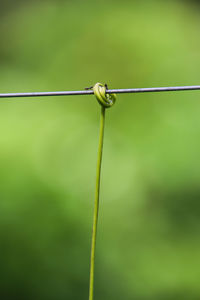 Low angle view of rope hanging on pole against blurred background