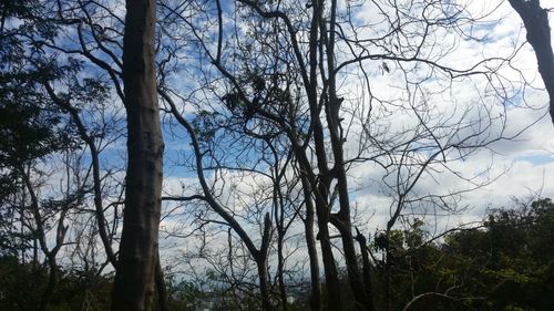 Bare trees in forest against sky