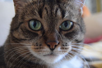 Close-up portrait of cat