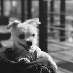 Low section of puppy