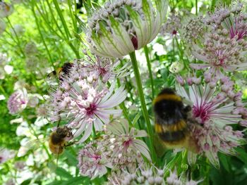 Close-up of bee on flower