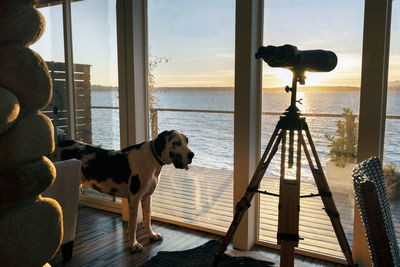 Dog standing by telescope in window