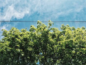 Low angle view of tree against sky