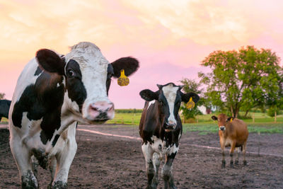 Cows on field against sky during sunset