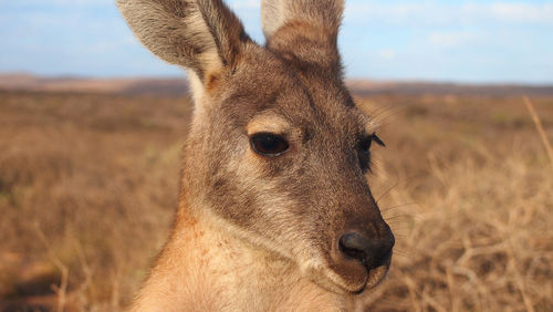Close-up portrait of deer on field against sky