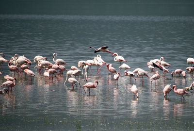 Birds in lake