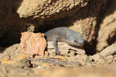 Close-up of lizard on rock