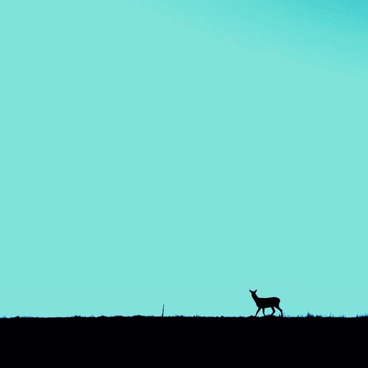 animal themes, copy space, clear sky, one animal, bird, wildlife, animals in the wild, low angle view, blue, silhouette, full length, outdoors, nature, perching, no people, mammal, zoology, domestic animals, two animals, day