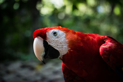 Close-up of parrot