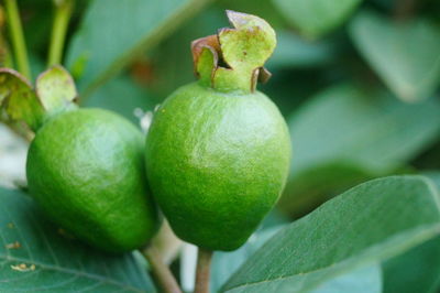 Close-up of fruits