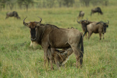 Wildebeest calf nursing from its mother