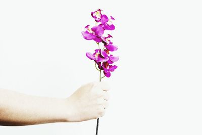Close-up of hand holding purple flowers against white background