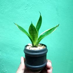 Hand holding plant against wall