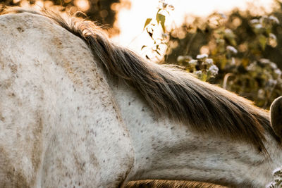 Close-up of horse