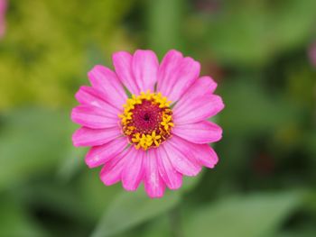 Close-up of pink flower