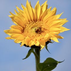 Close-up of bee on sunflower