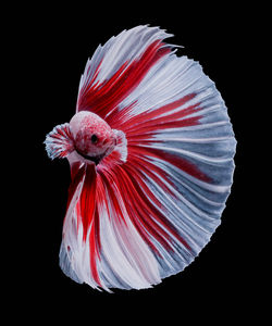 Close-up of red flower against black background