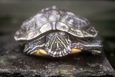 Close-up of turtle