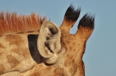 Close-up of a giraffe