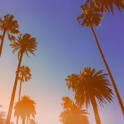 Low angle view of trees against clear sky during sunset