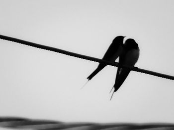 Low angle view of silhouette bird against clear sky
