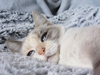 Close-up portrait of a cat