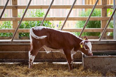 Cow standing in grass