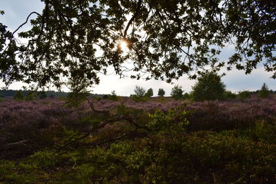 Trees on field against sky