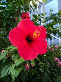 Close-up of red hibiscus blooming in park