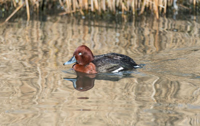 Duck swimming in a lake