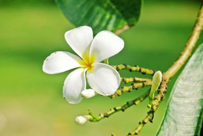 Close-up of white flowers