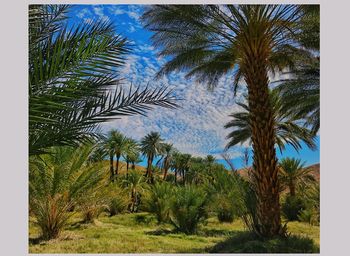 Palm trees against clear blue sky