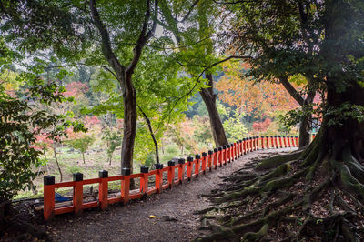 Trees in forest