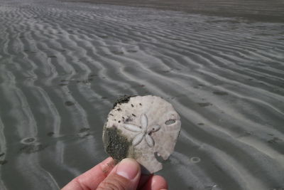 Midsection of person holding umbrella on beach