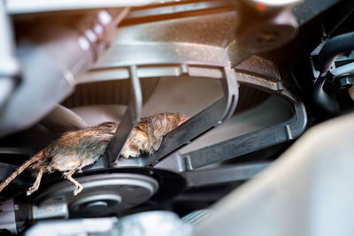 High angle view of dead rat in machinery