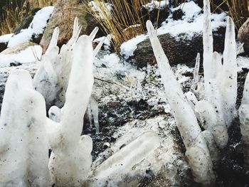 Close-up of snow covered trees on field