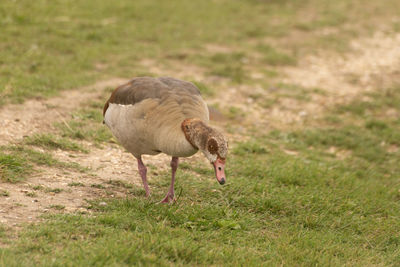 View of duck walking on field